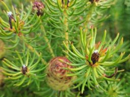 Leucadendron teretifolium